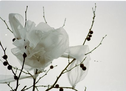 Wind Flowers by Steve Perfect